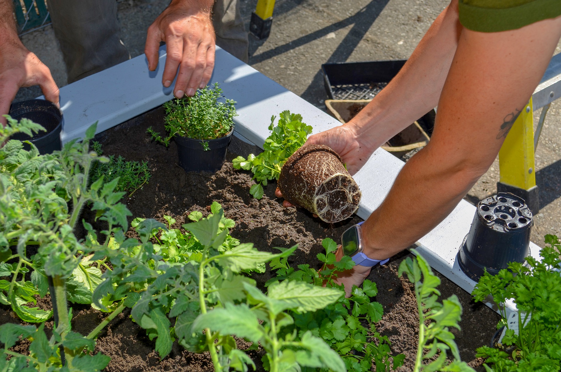 gardening-5453558_1920.jpg